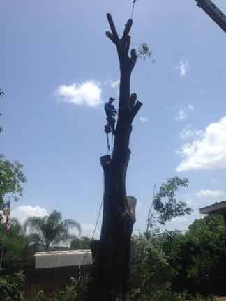 Tree 19 — Tree Removal Service in Auburndale, FL