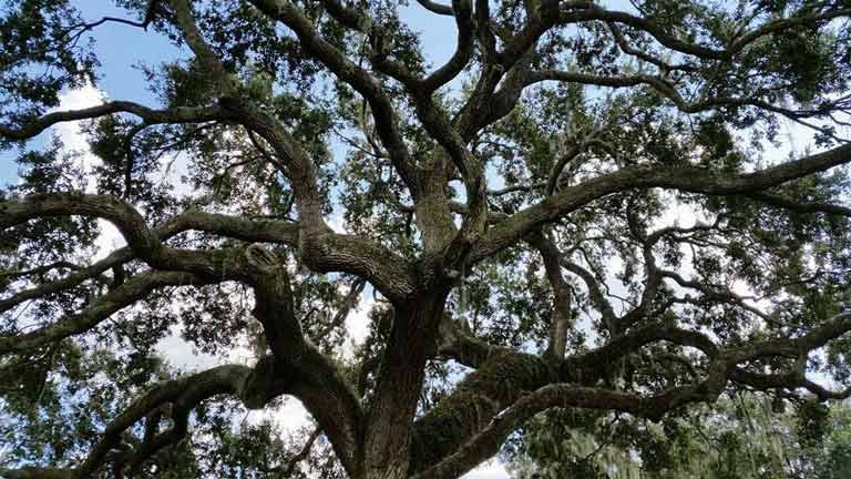 Tree 20 — Tree Removal Service in Auburndale, FL