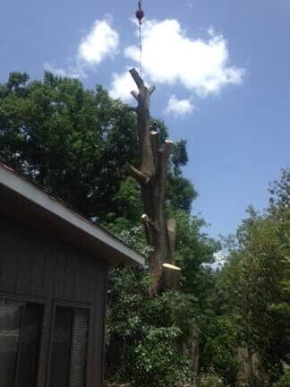 Tree without Leaves — Tree Removal Service in Auburndale, FL