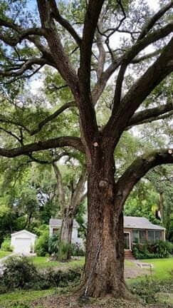 Big Tree — Tree Removal Service in Auburndale, FL
