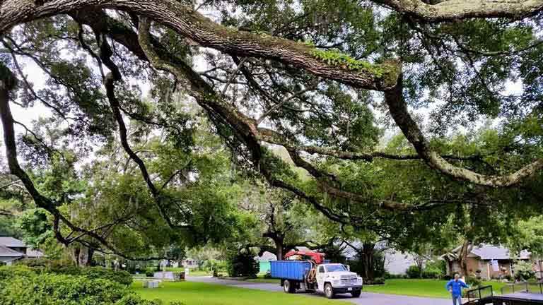 Big Tree Removal Service — Tree Removal Service in Auburndale, FL