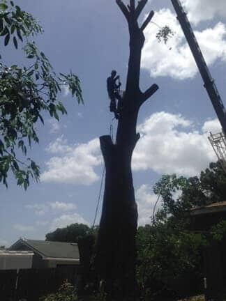 Tree Removing by Experts — Tree Removal Service in Auburndale, FL