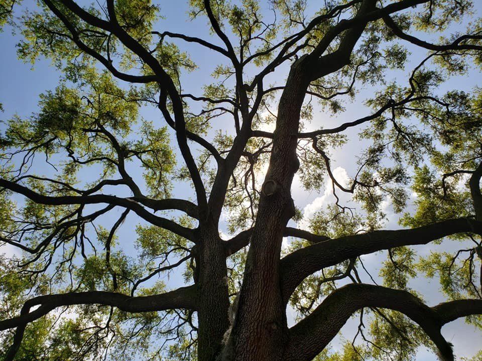 Tree 21 — Tree Removal Service in Auburndale, FL