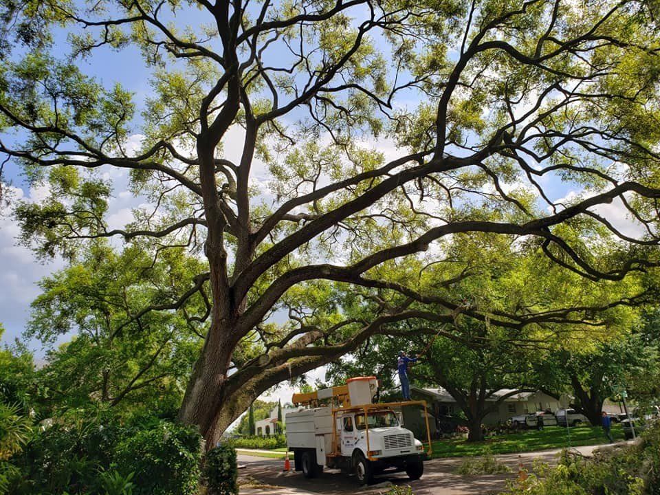 Big Tree 2 — Tree Removal Service in Auburndale, FL