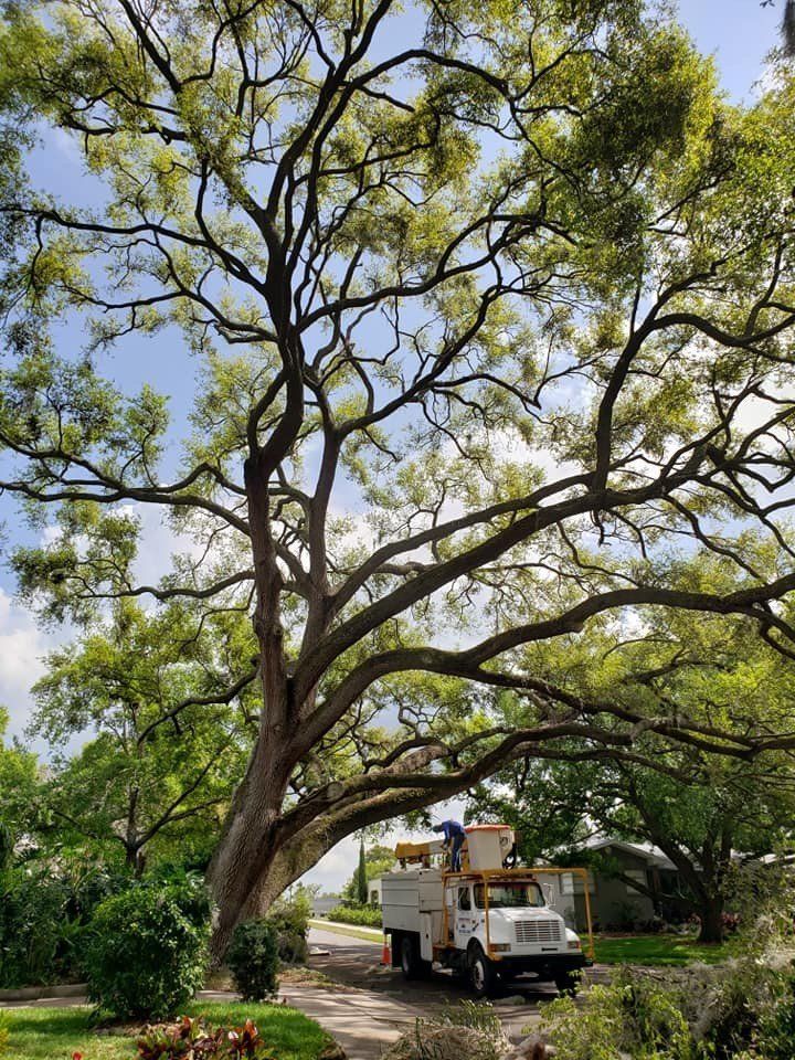 Big Tree 2 — Tree Removal Service in Auburndale, FL