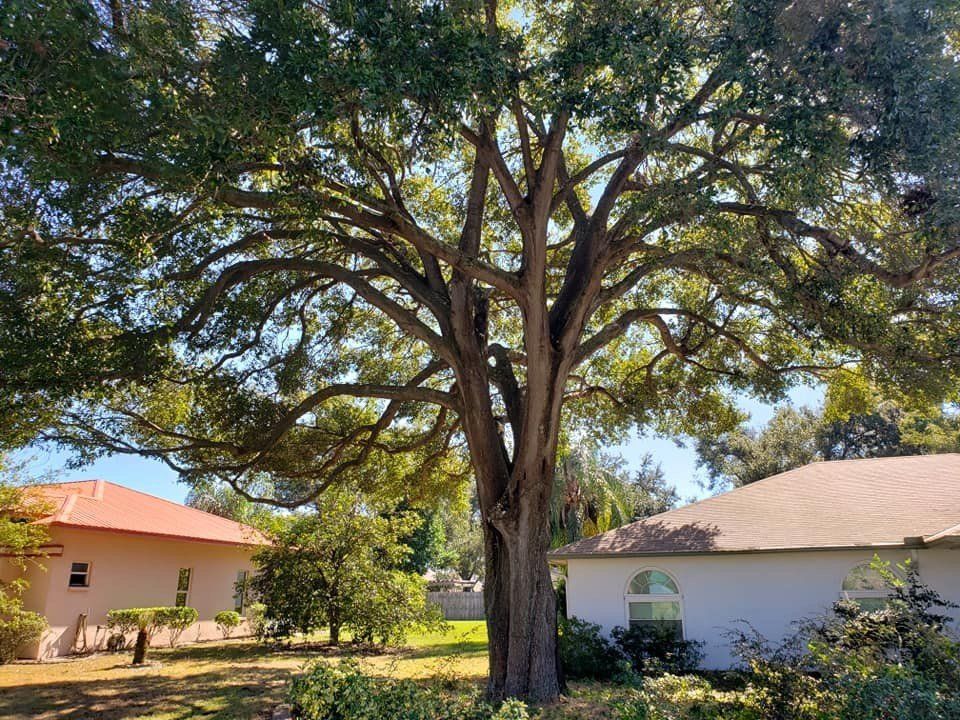 Tree 22 — Tree Removal Service in Auburndale, FL