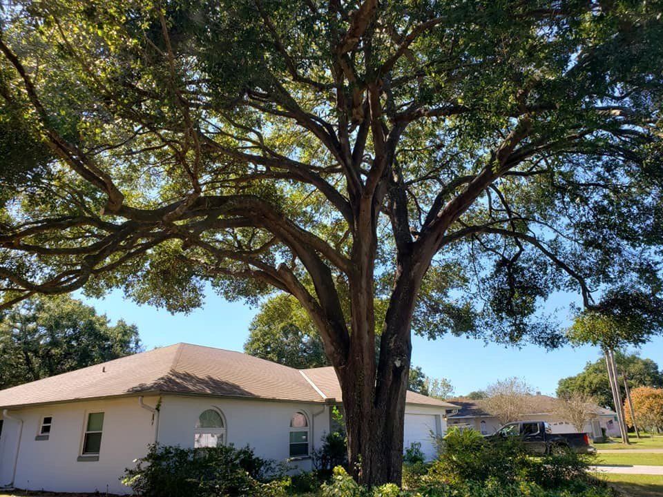 Big Tree — Tree Removal Service in Auburndale, FL