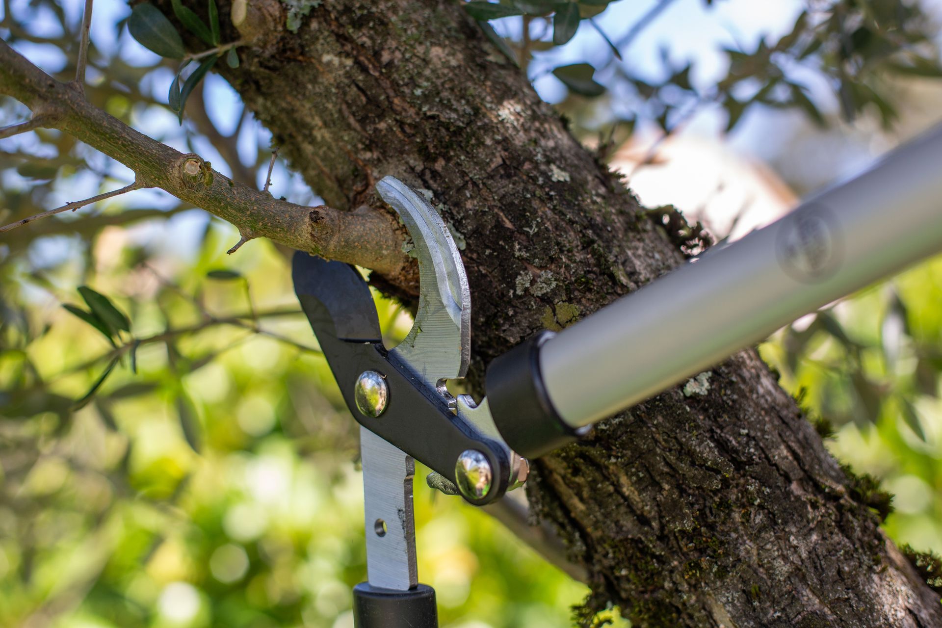 Pruning shears cutting a tree branch outdoors.