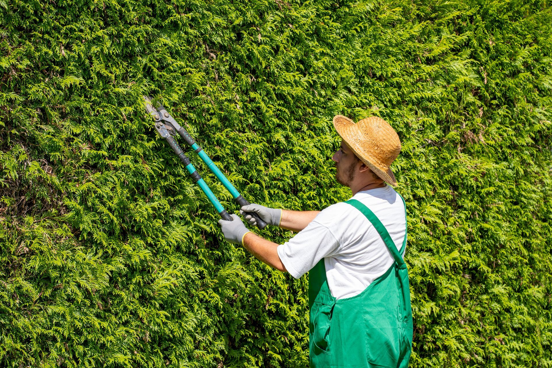 A gardener is using shears to trim hedges in a maintained garden, highlighting tree pruning skills.