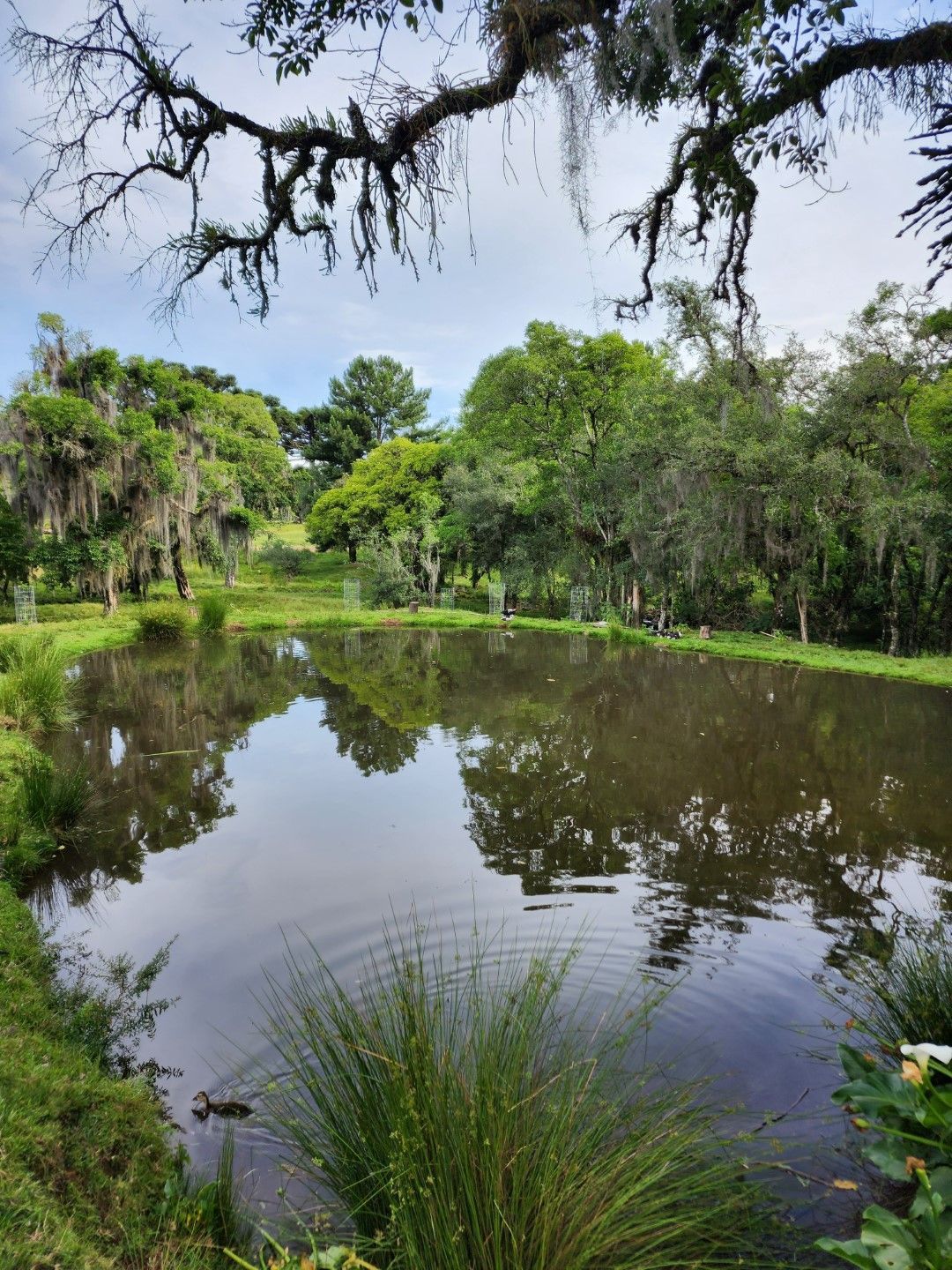Lago tranquilo refletindo árvores e o céu, cercado por vegetação exuberante e musgo pendurado.