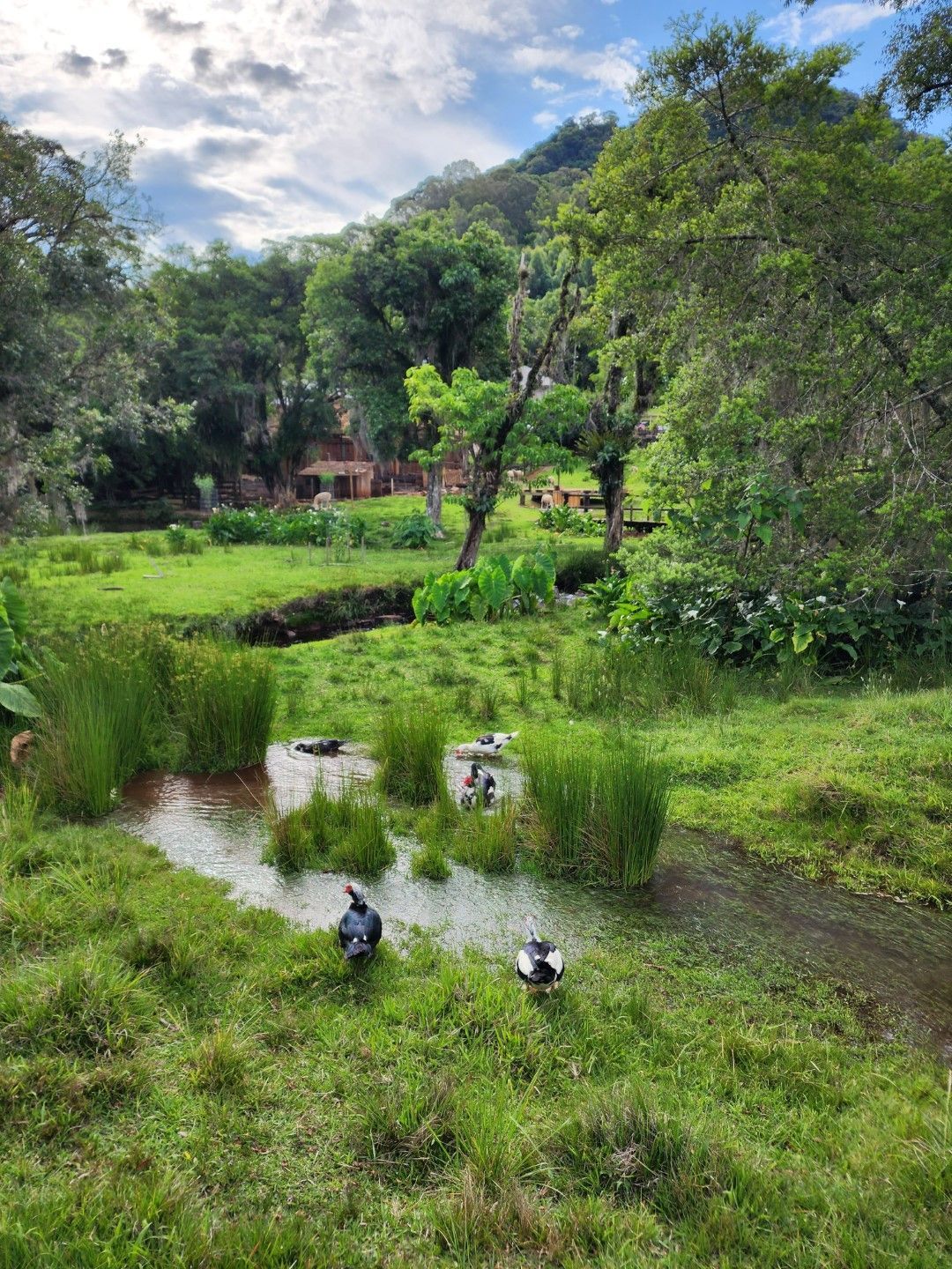 Patos em um banco gramado próximo a um pequeno riacho, cercado por árvores e uma montanha distante.