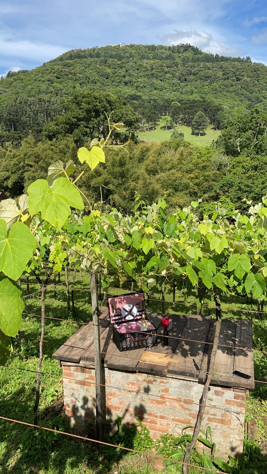 Vinhedo com folhas verdes exuberantes e uma montanha ao fundo. Uma pequena estrutura de tijolos com itens no topo.