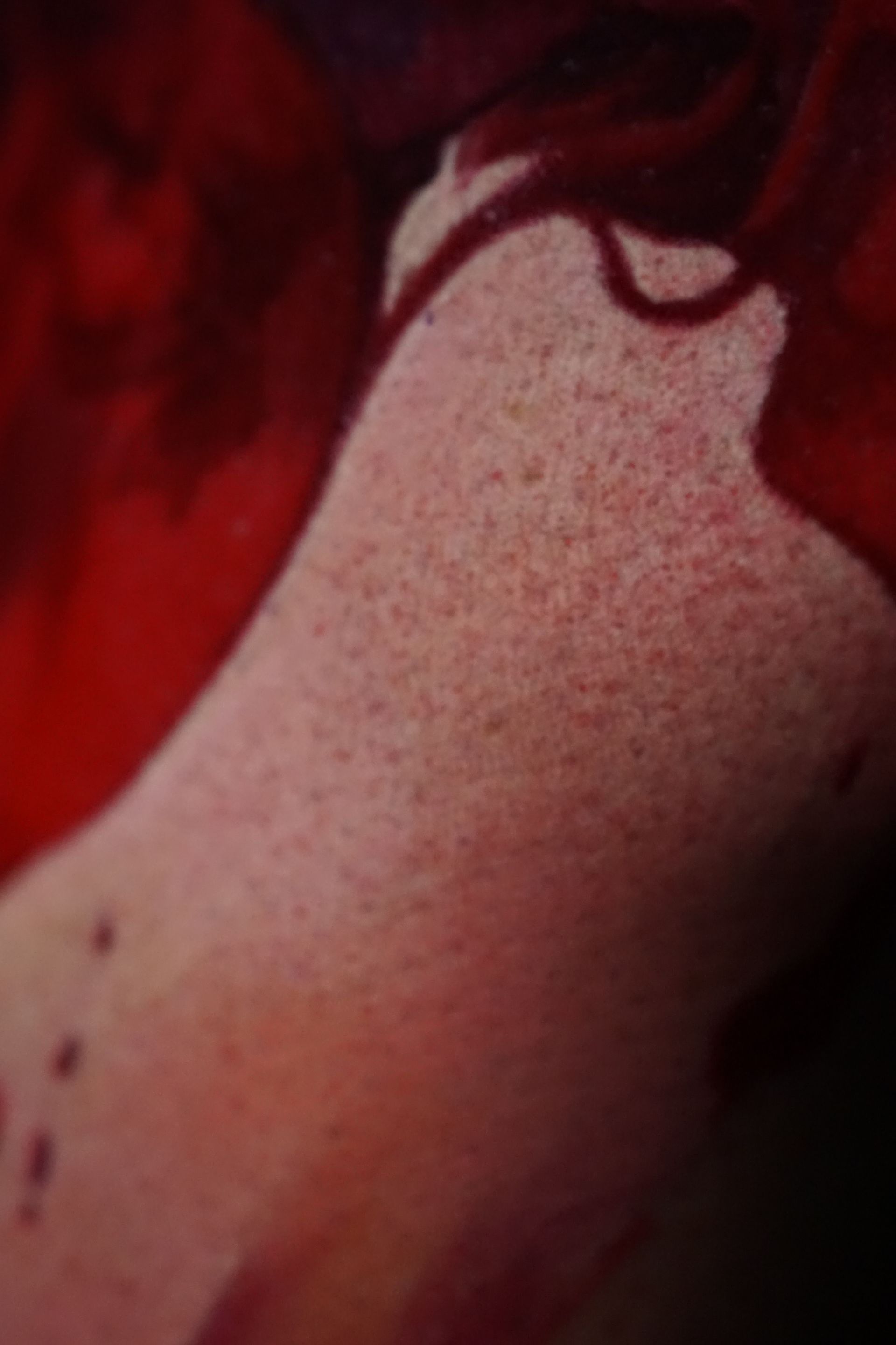 A close up of a red flower with a white background