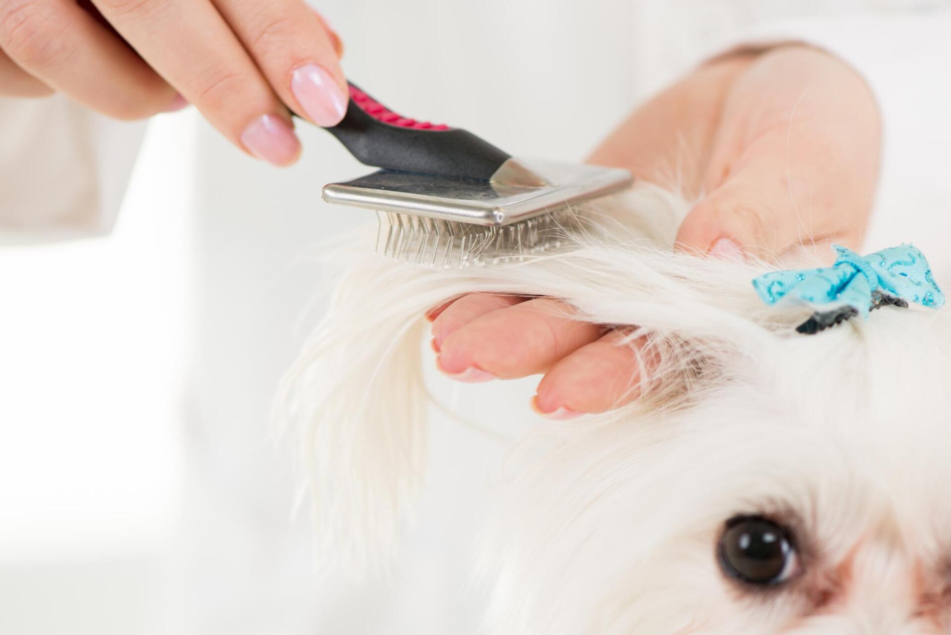 worker scrubbing the dogs hair
