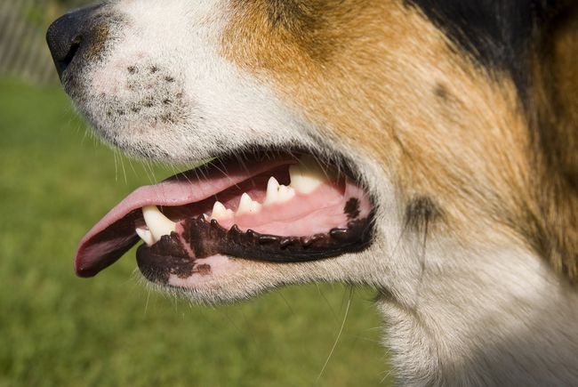dogs teeth and tongue