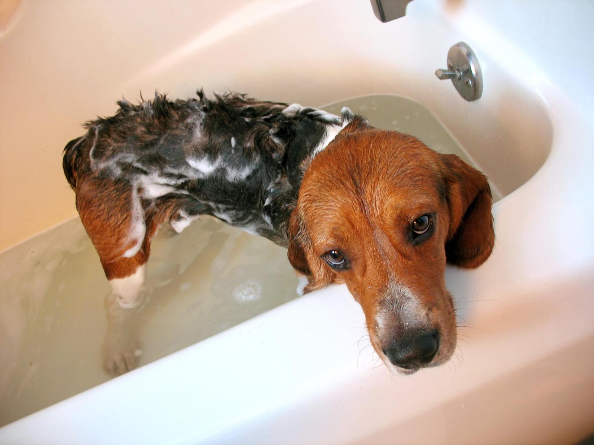 dog in the bathtub