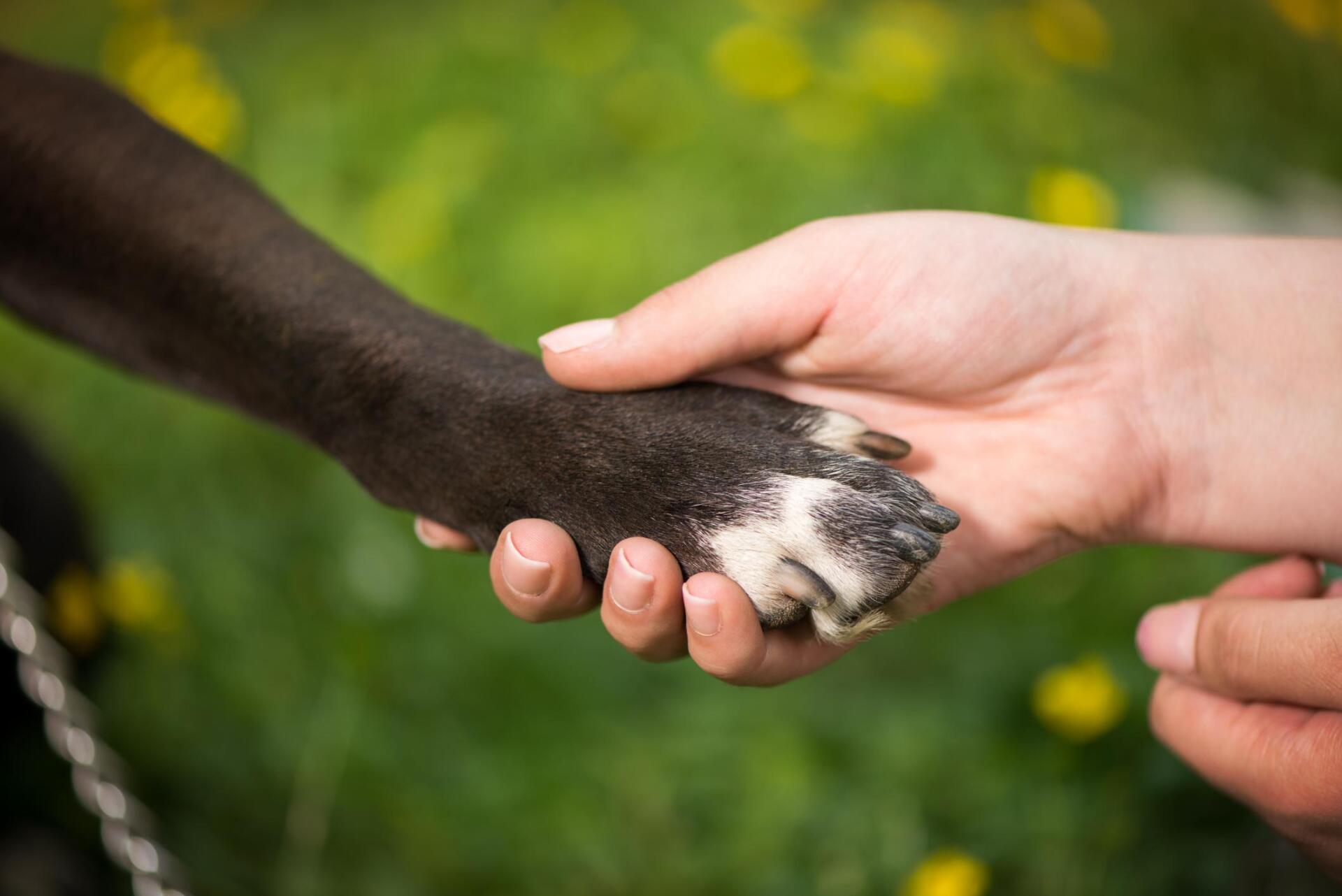 woman holding the dogs feet