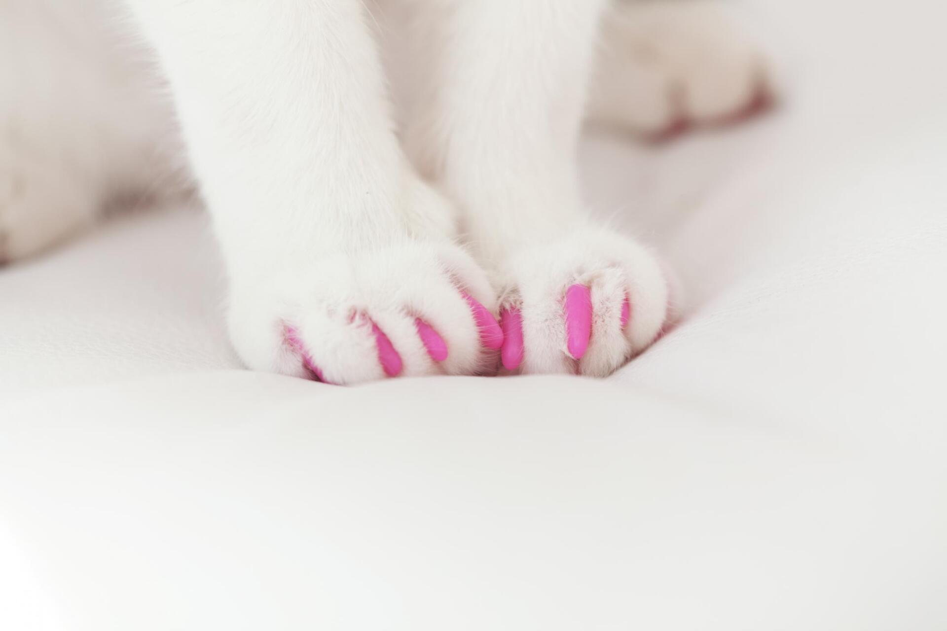 dog with pink nails