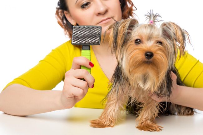 woman combing the dog