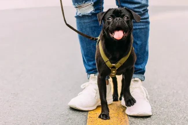 worker spraying the dog