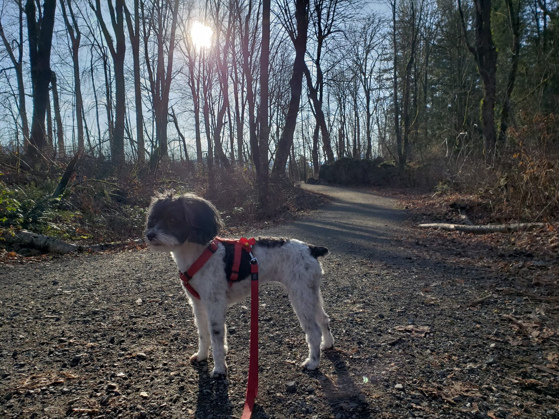 dog walking Waterloo,ON