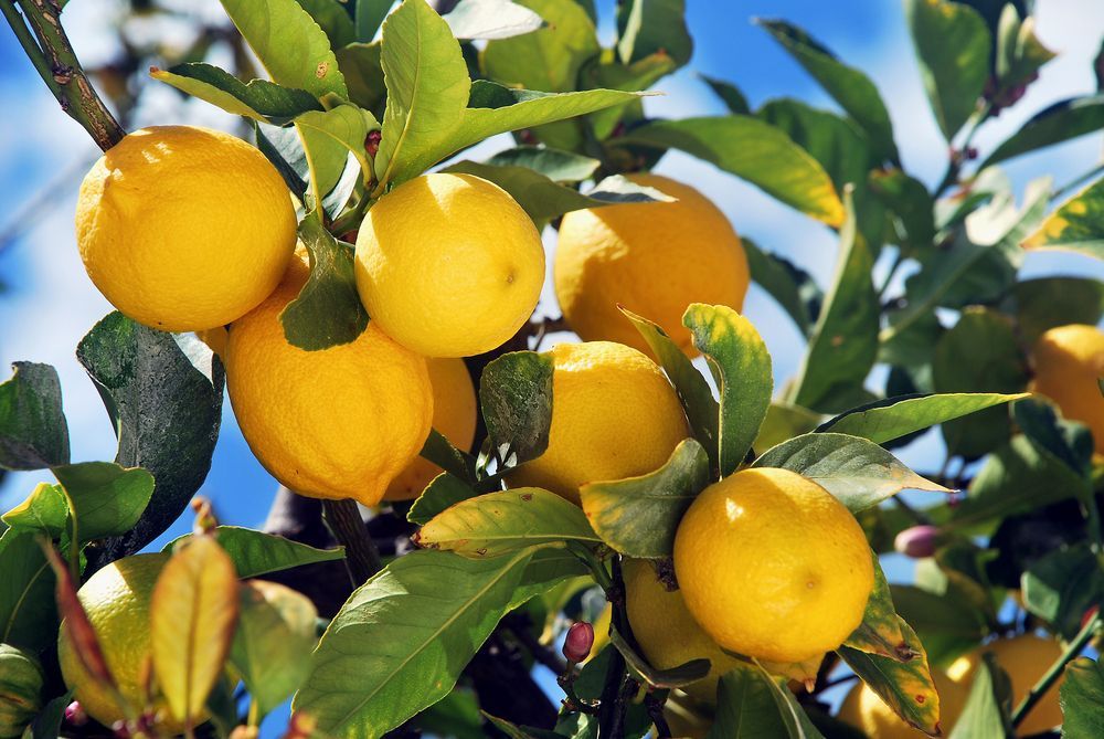 A bunch of lemons are hanging from a tree