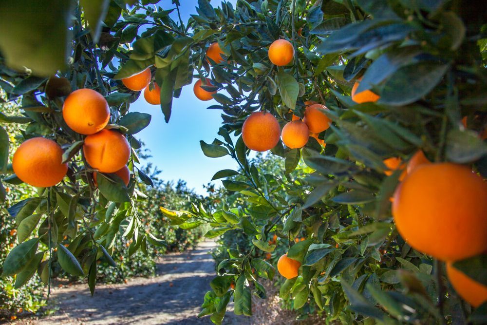 A bunch of oranges hanging from a tree in an orchard.