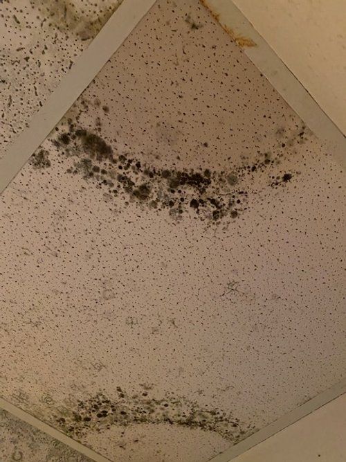 A ceiling with a lot of black mold on it