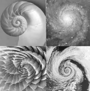 Spirales naturelles observées dans la nature.