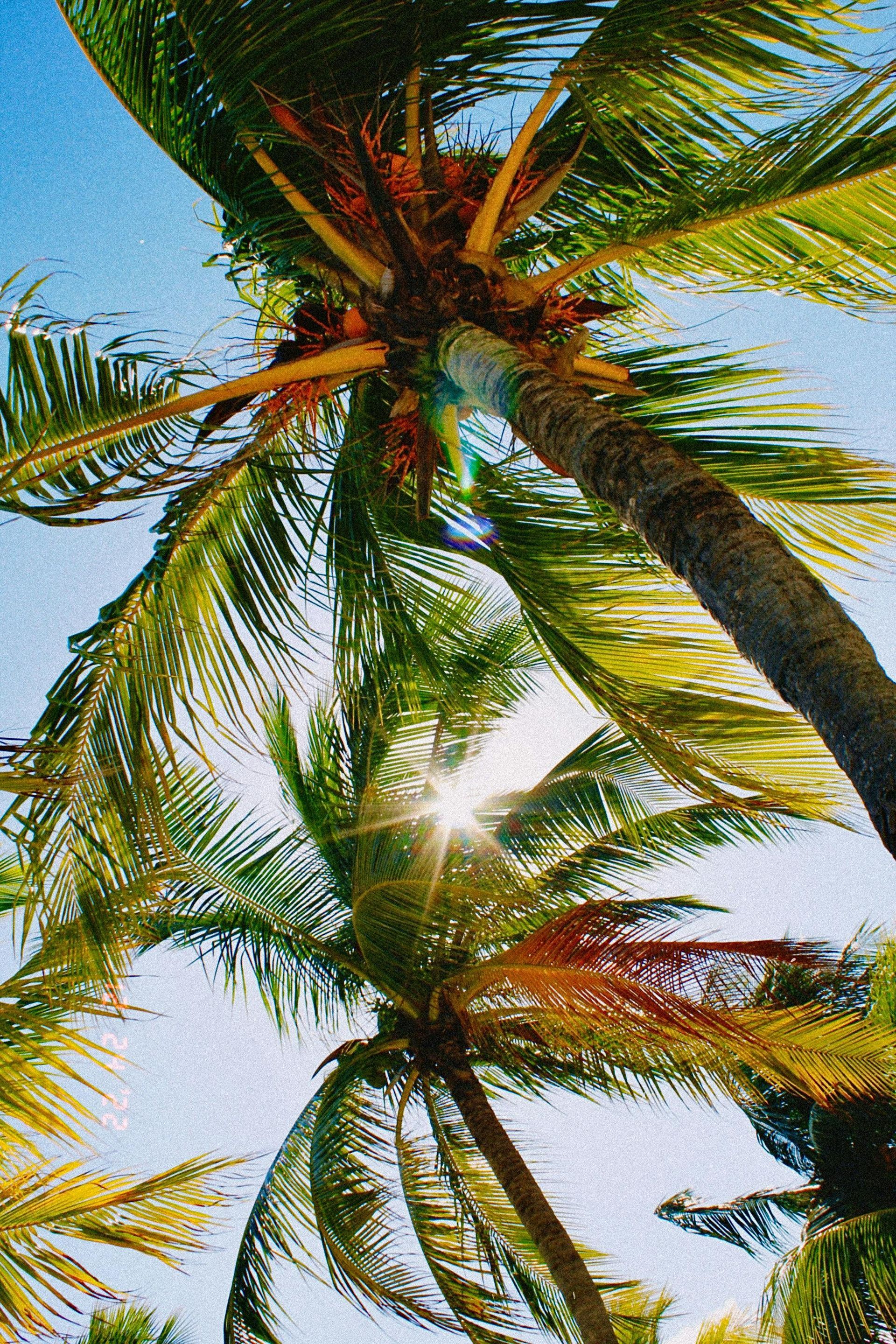 A row of palm trees on a beach next to the ocean.