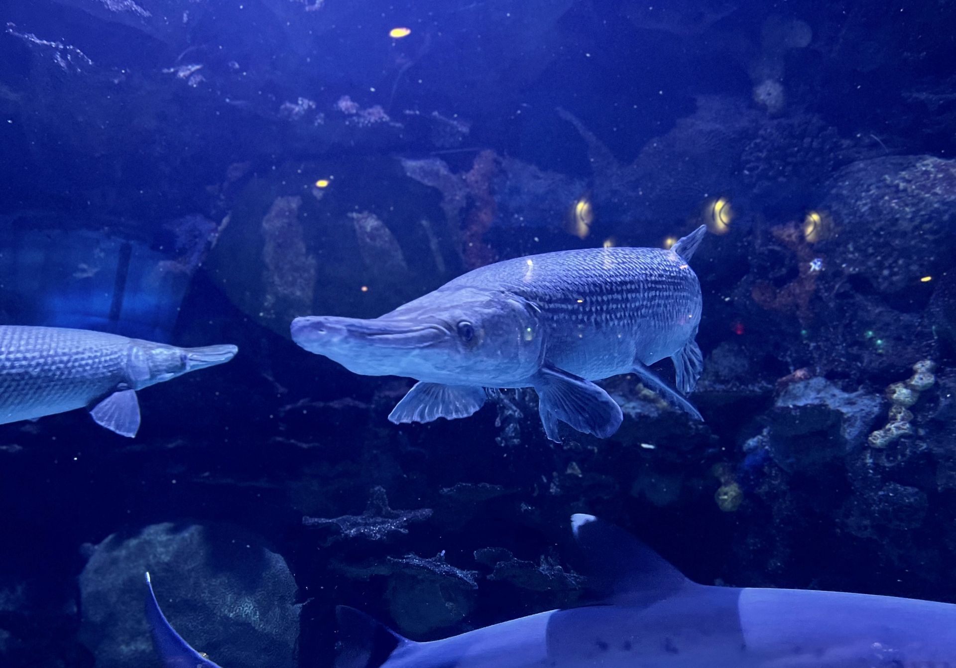 Two large alligator gar fish are swimming in a tank 