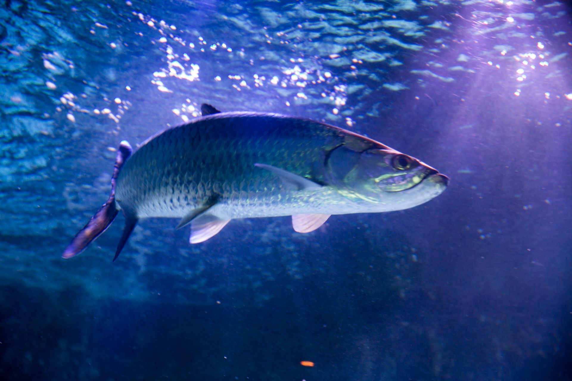A large fierce fish is swimming in a tank of water