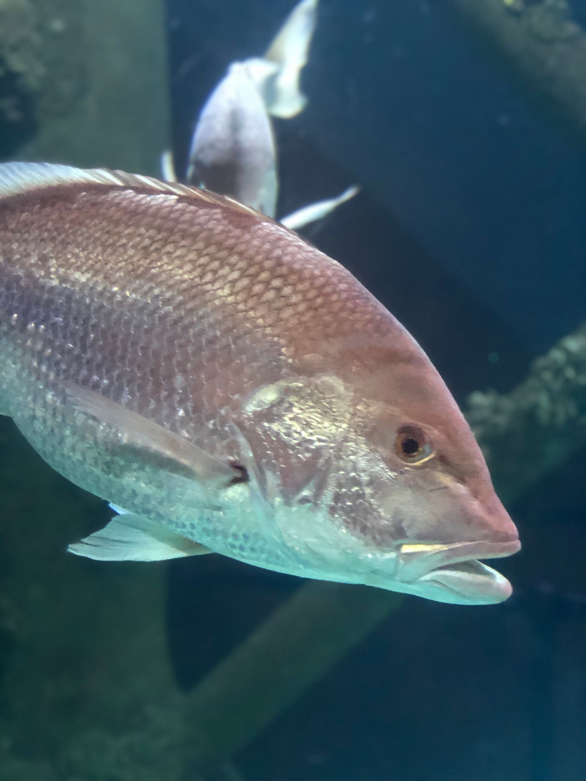 A large silver fish with its mouth open is swimming in a tank