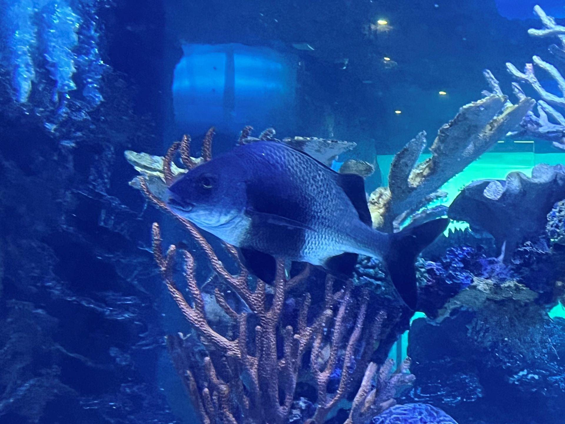 A blue fish is swimming in a coral reef