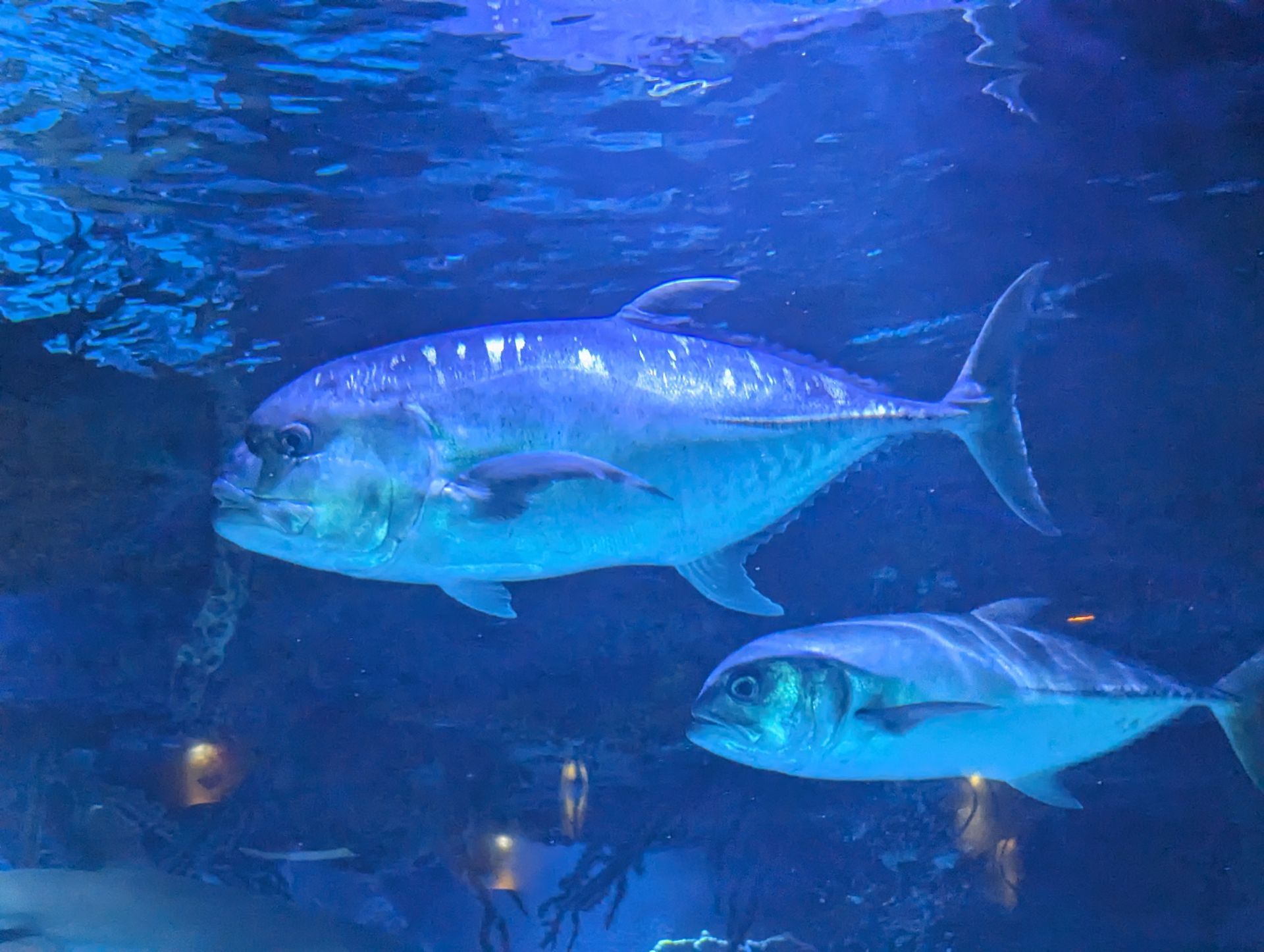 Two fish are swimming in a large tank of water