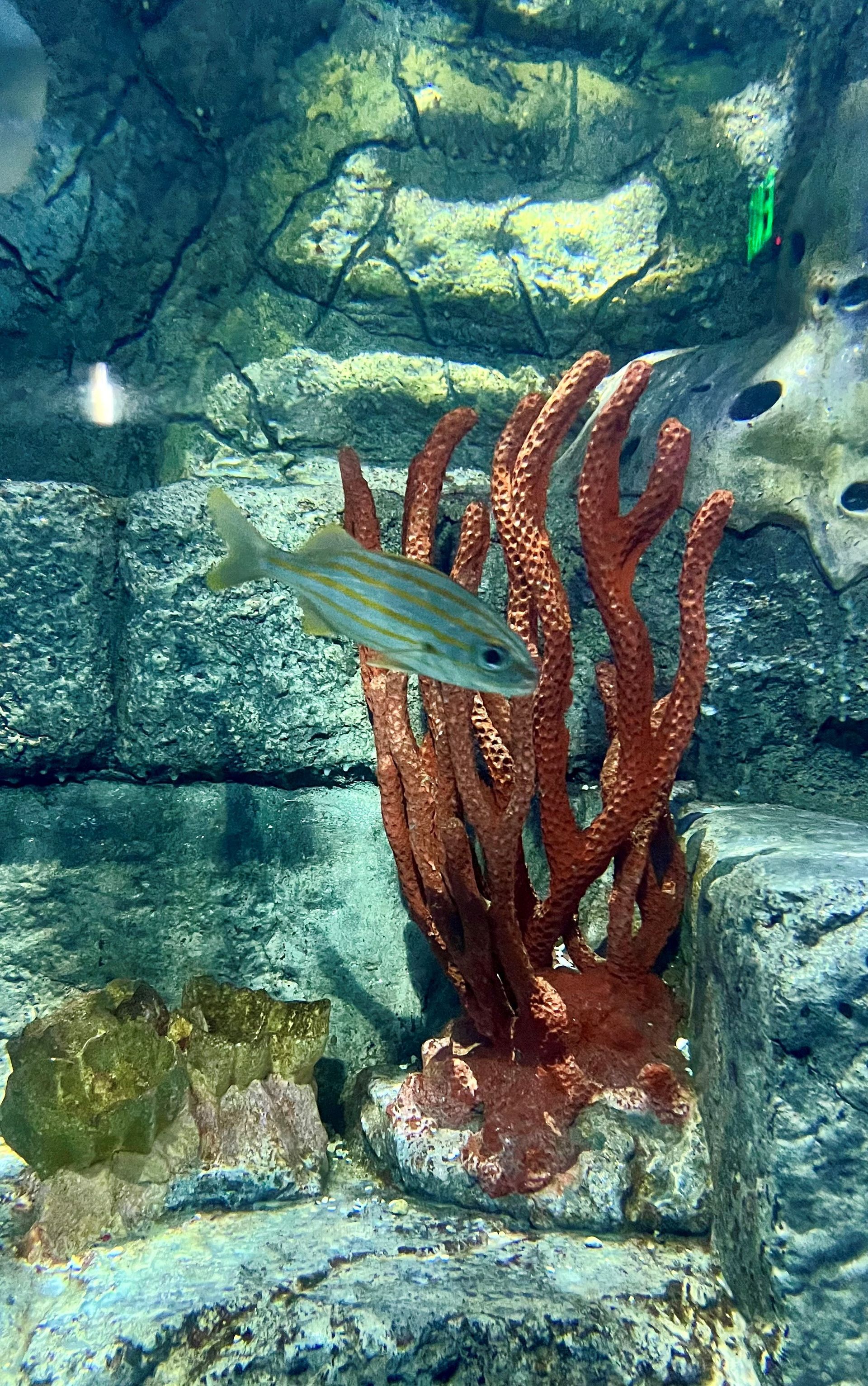 A small striped fish is swimming near some red coral in an aquarium