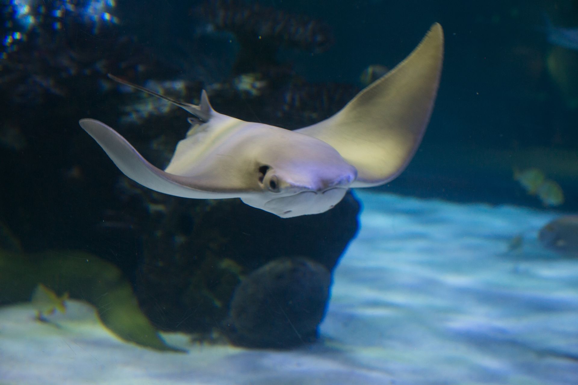 A stingray is joyfully swimming in the water near a rock