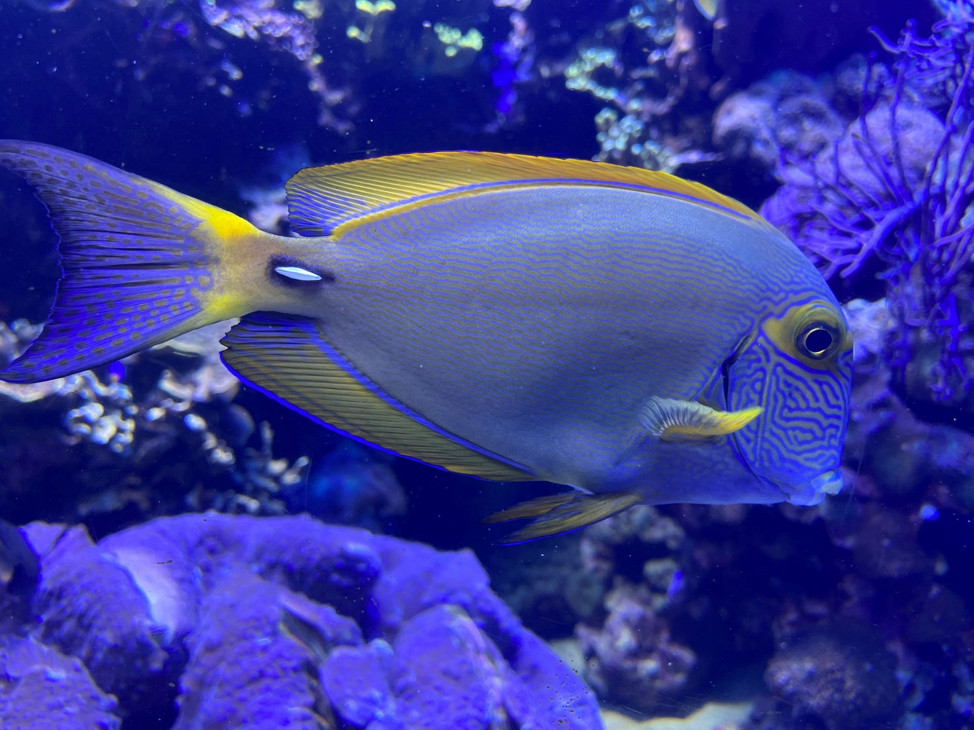 A blue and yellow fish with a yellow tail and pretty striped face is swimming in a tank