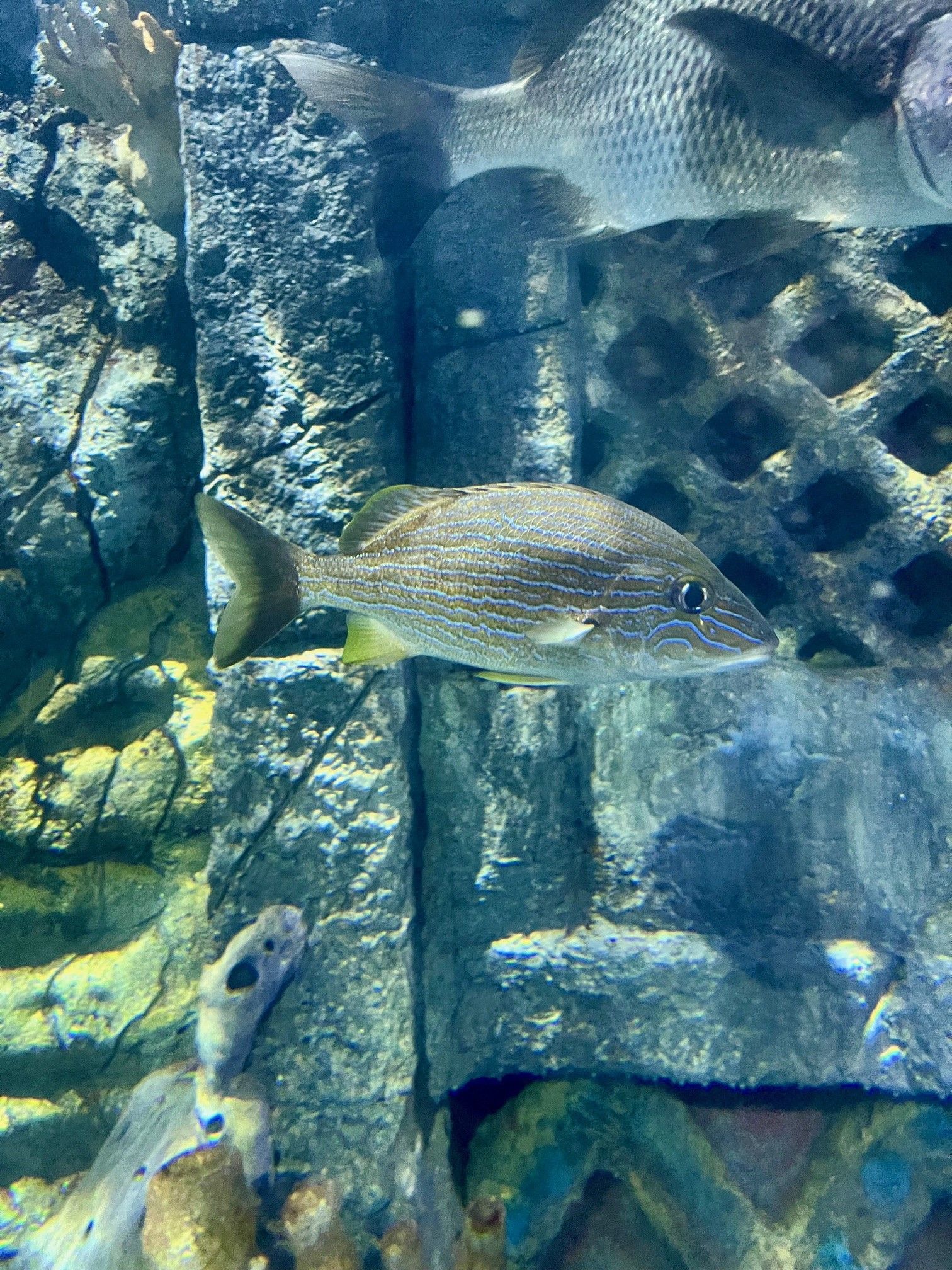 A fish is swimming in a tank surrounded by rocks