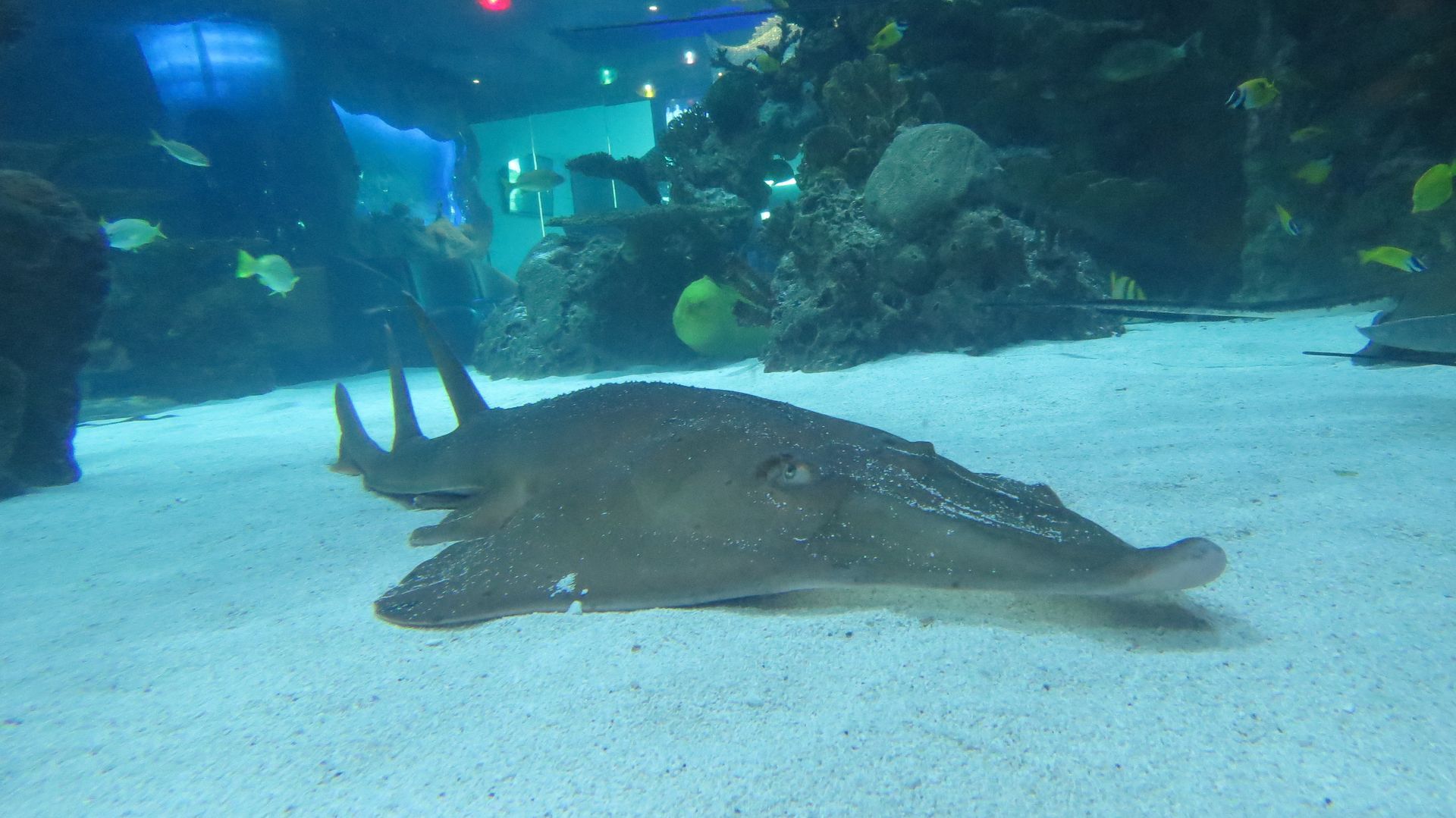 A shovelnose ray shark is swimming in a large aquarium