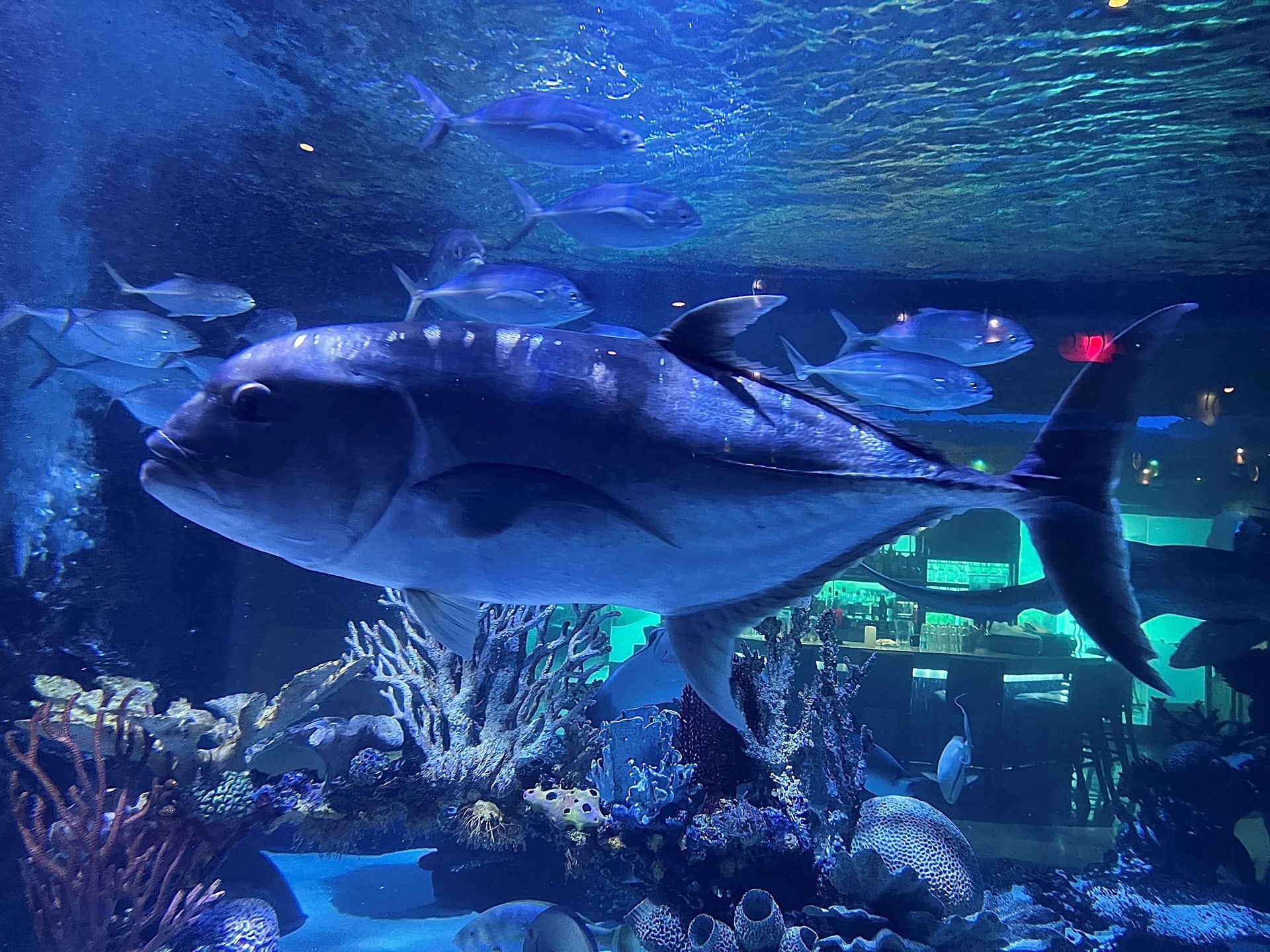 A large fish is swimming in an aquarium with other fish