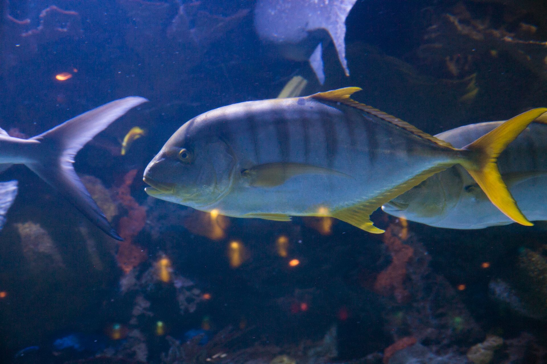 A silver striped fish with a yellow tail is swimming in a tank