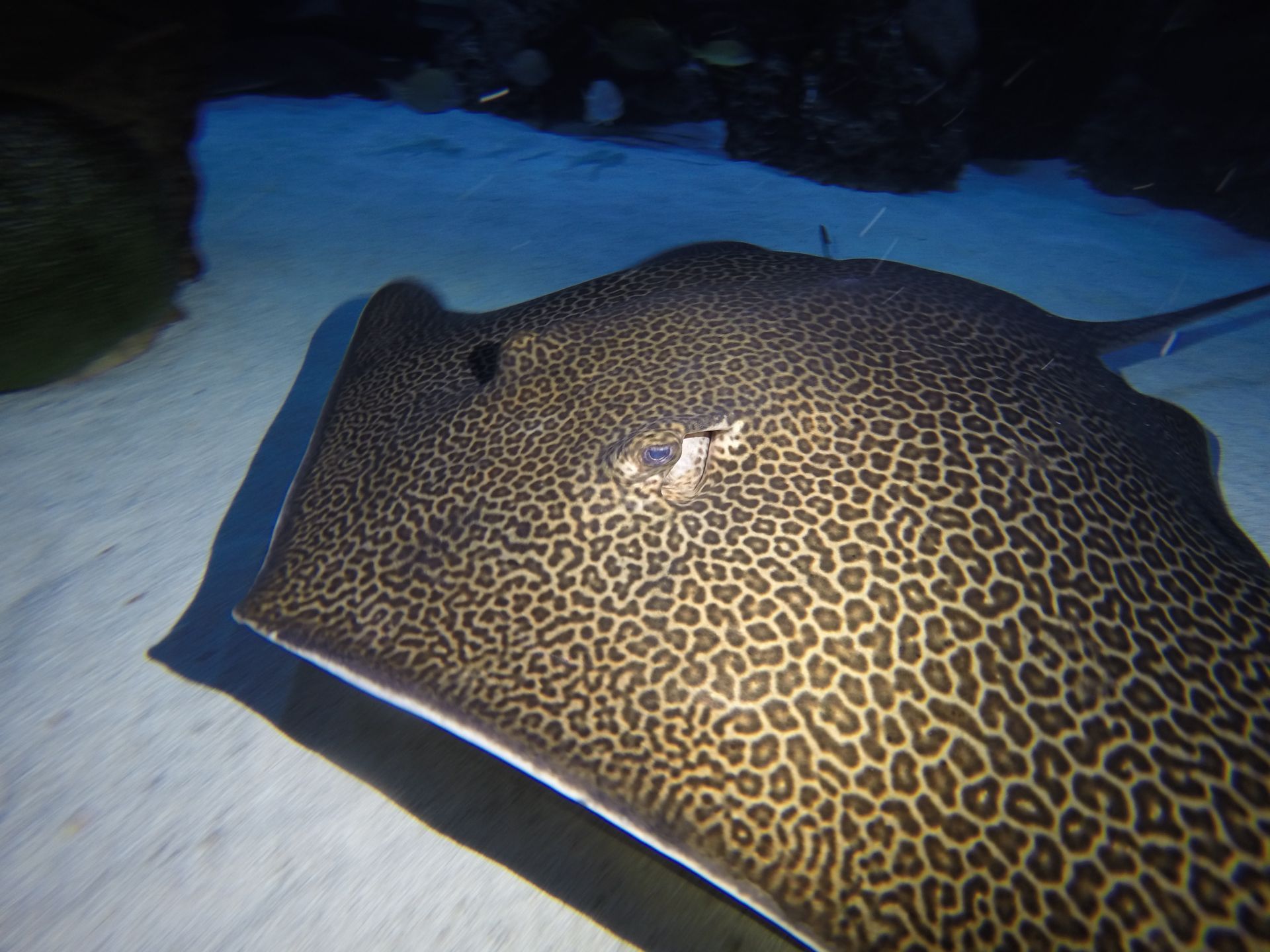 A leopard print stingray is swimming in the water