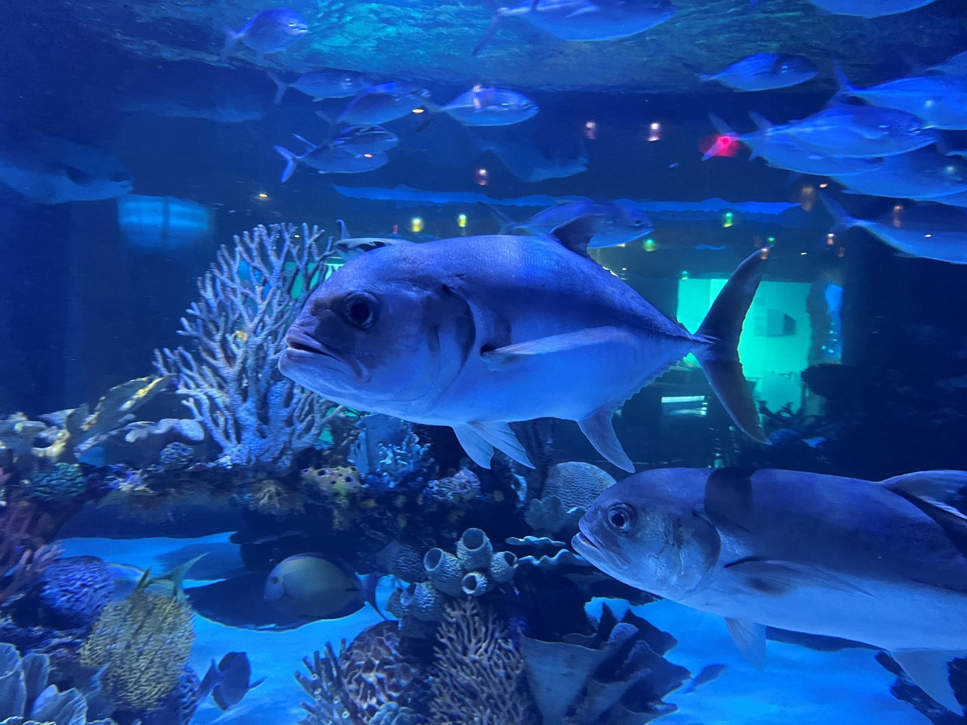 A group of fish are swimming in a large aquarium