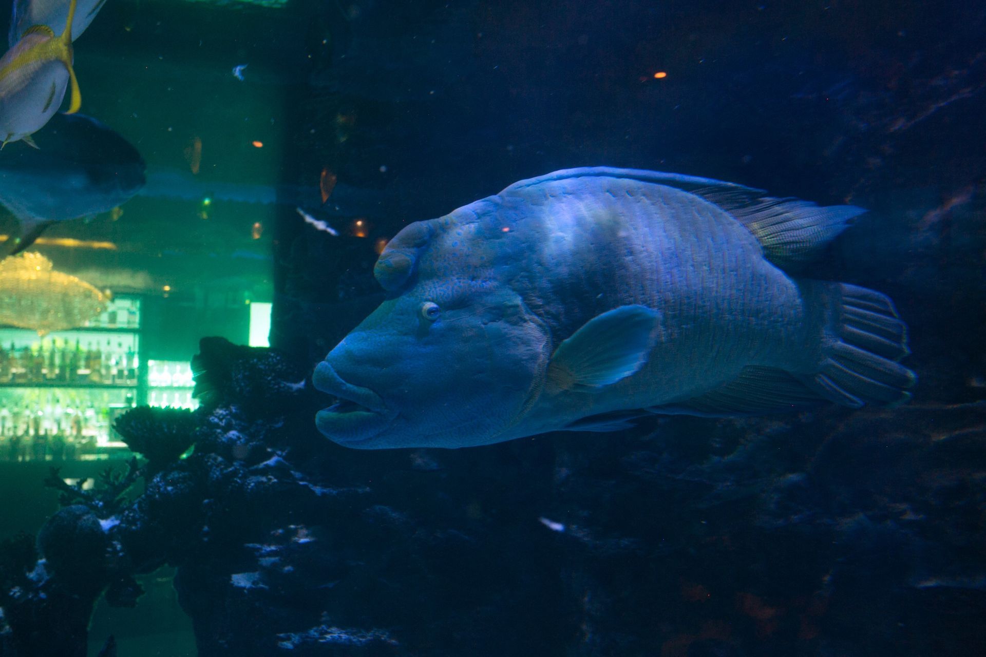 A large fish with bulbous forehead and large lips is swimming in a tank with other fish