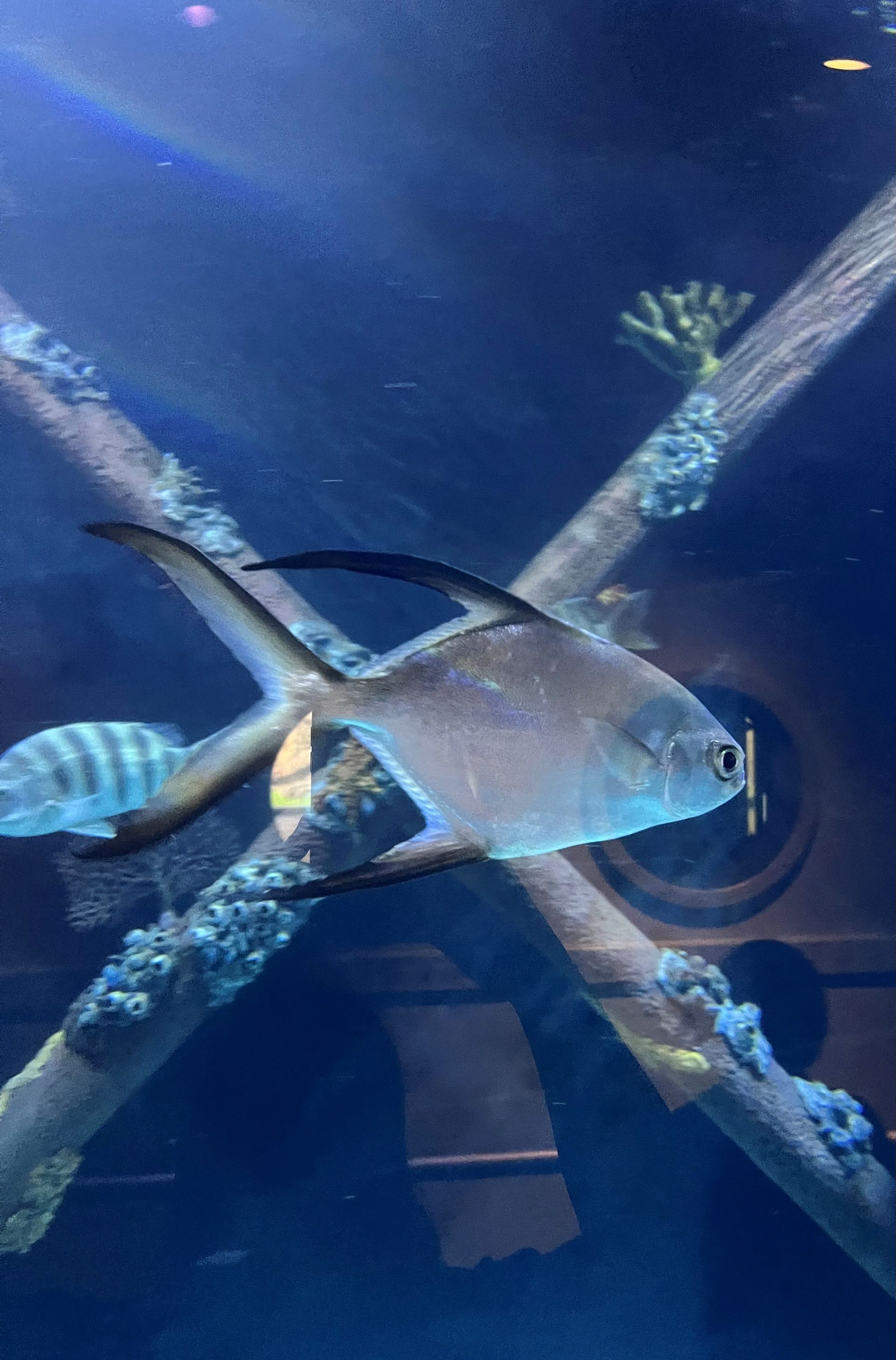 A silver fish with a long tail and fins is swimming in a tank