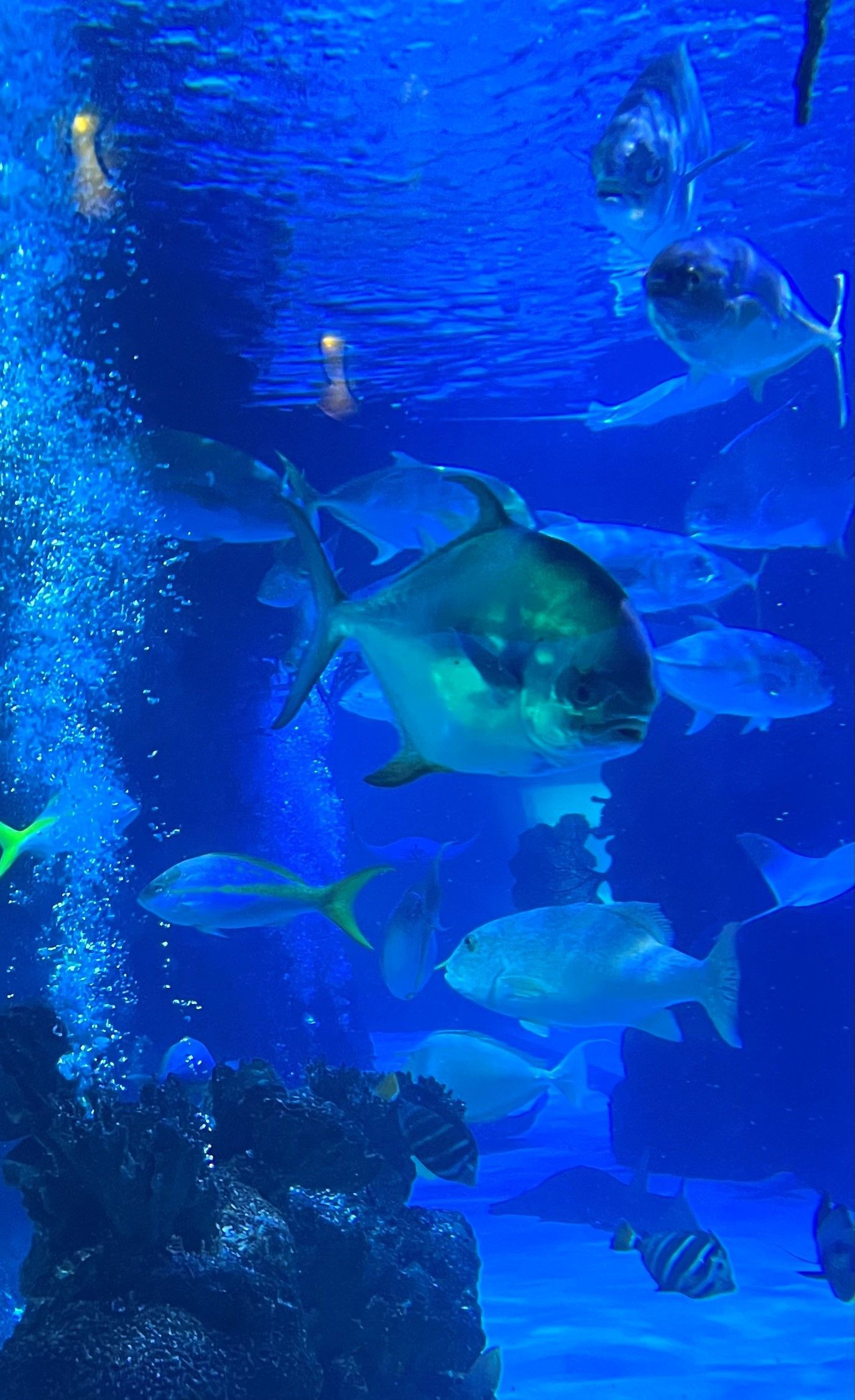 A group of fish are swimming in a large aquarium