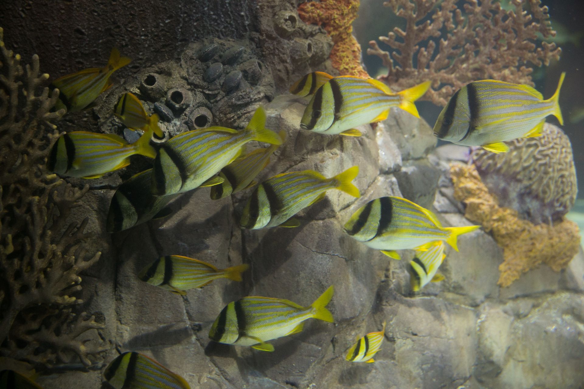 A group of fish are swimming in a coral reef