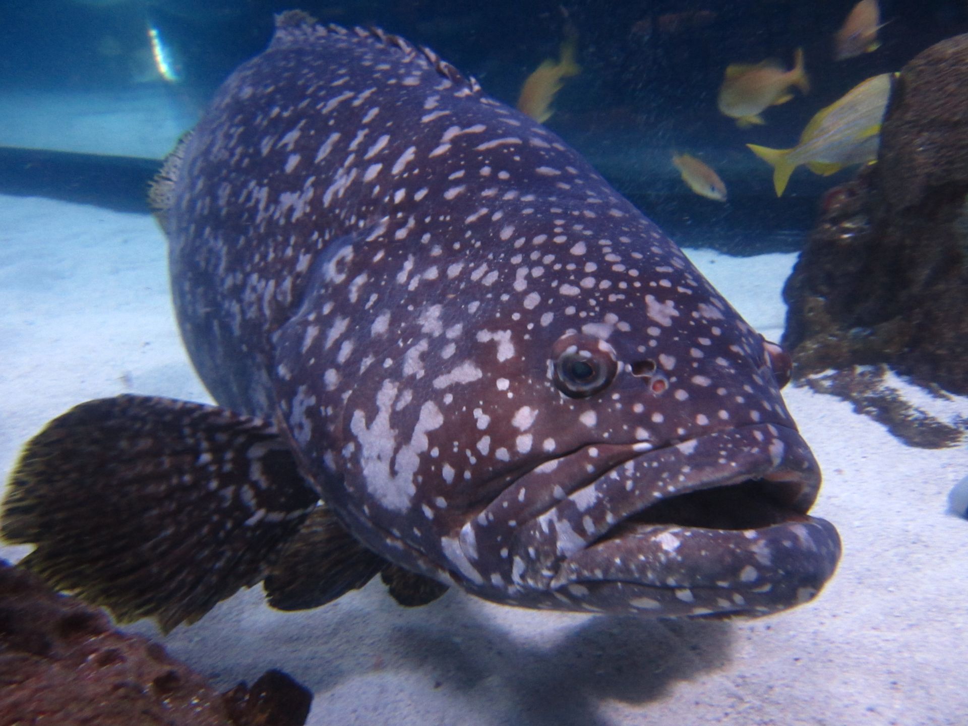 A large fish with white spots is swimming in the water