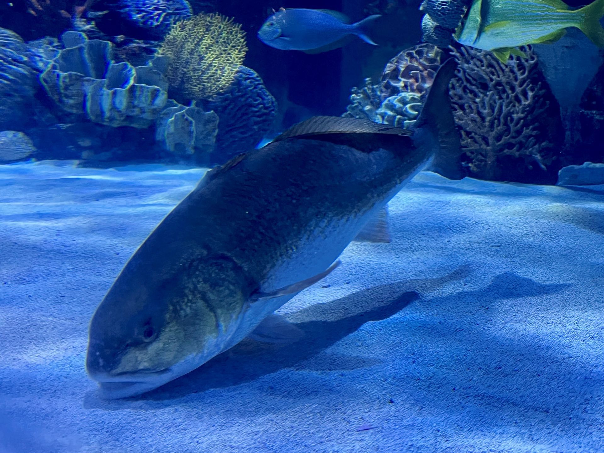 A large fish is swimming in a large aquarium